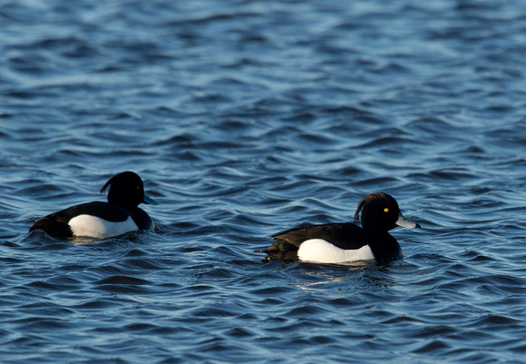 Toppand/Tufted Duck