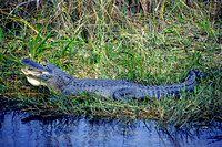 Amerikansk alligator/American alligator