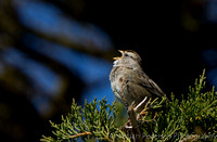 Hvitkronespurv/White-crowned Sparrow