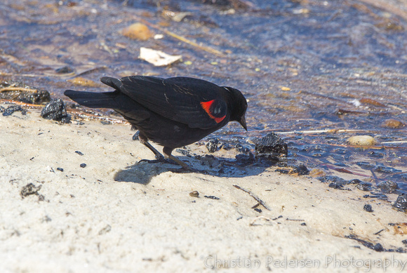 Rødvingetrupial, Red-winged Blackbird, Agelaius phoeniceus