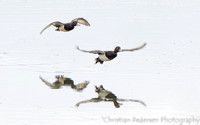 Toppand/Tufted Duck