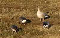 Kortnebbgås/Pink-footed Goose