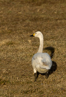 Dvergsvane/Tundra Swan