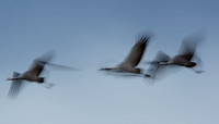 Trane/Common Crane
