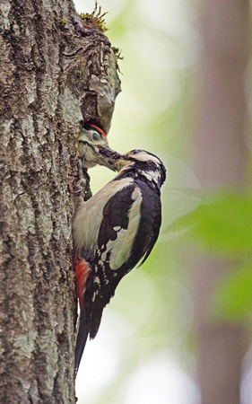 Flaggspett/Great Spotted Woodpecker