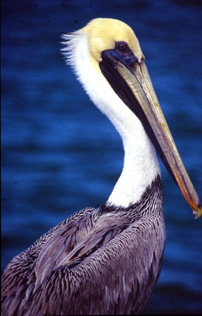 Brunpelikan/Brown Pelican