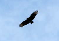 Svartkondor / Black Vulture