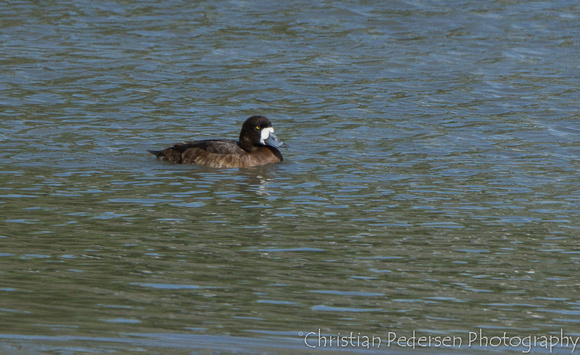 Bergand/Greater Scaup