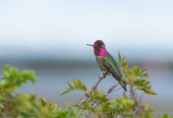 Rødmaskekolibri/Anna's Hummingbird