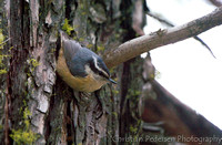 Rustspettmeis/Red-breasted Nuthatch