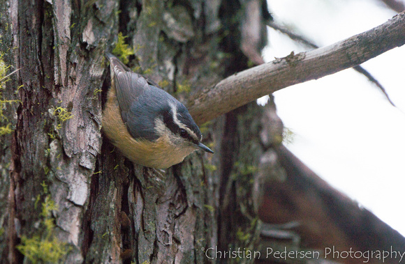 Rustspettmeis/Red-breasted Nuthatch