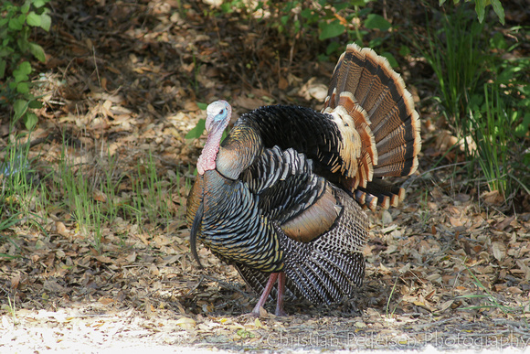 Kalkun/Wild Turkey