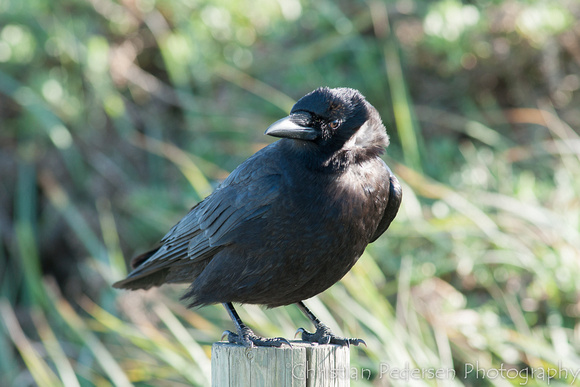 Ravn, Common Raven, Corvus corax