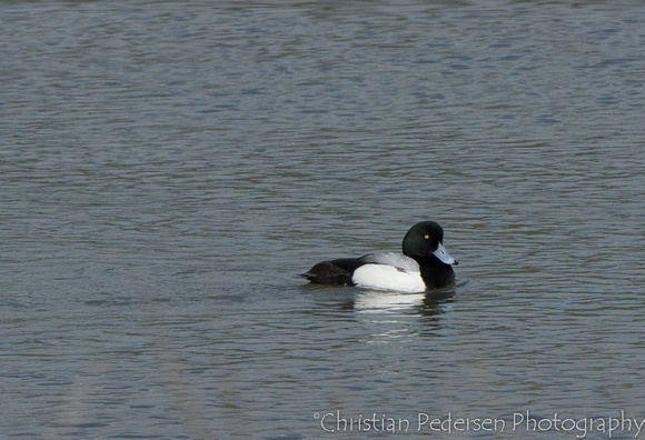 Bergand/Greater Scaup