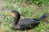 Totoppskarv/Double-crested Cormorant