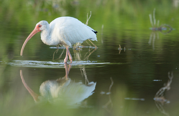 Hvitibis/White ibis
