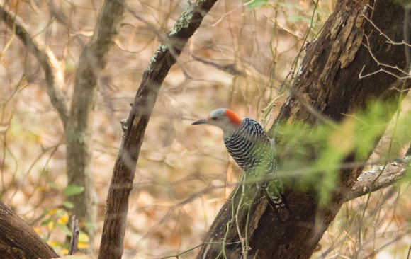 Lundspett/Red-bellied Woodpecker