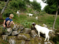 Geiter/goat